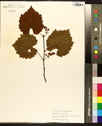 Vitis vulpina image