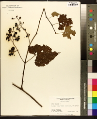 Vitis vulpina image