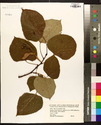 Tilia heterophylla image