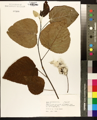 Tilia heterophylla image