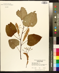 Tilia heterophylla image