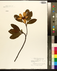 Gordonia lasianthus image