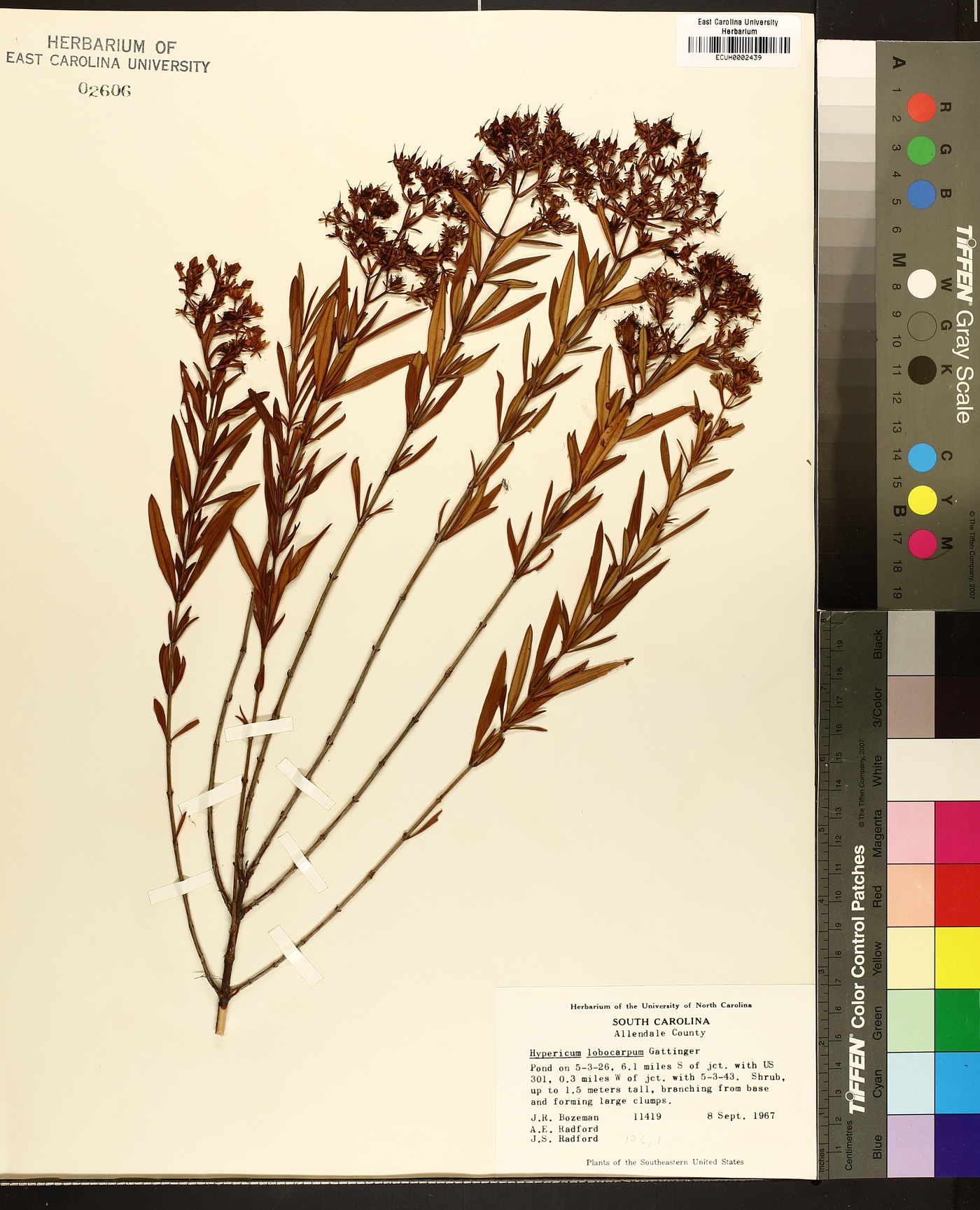 Hypericum lobocarpum image