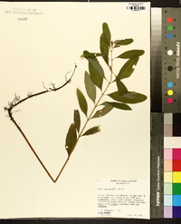 Hypericum walteri image