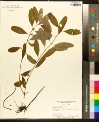 Hypericum walteri image