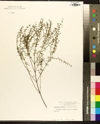 Lythrum lineare image