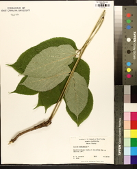 Aralia nudicaulis image