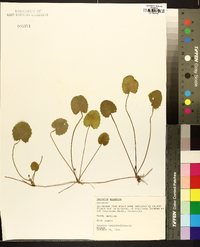 Centella asiatica image