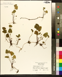 Centella asiatica image