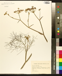 Foeniculum vulgare image