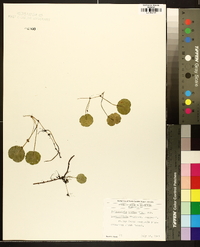 Hydrocotyle verticillata image