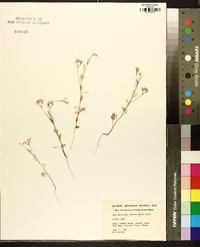 Spermolepis echinatus image
