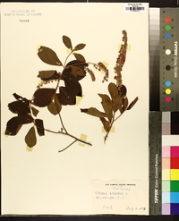 Clethra alnifolia image