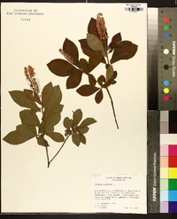 Clethra alnifolia image