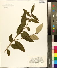 Leucothoe axillaris image