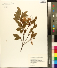 Rhododendron arborescens image