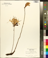 Rhododendron atlanticum image