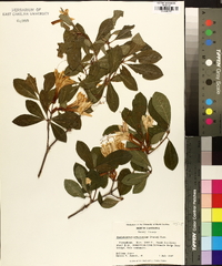 Rhododendron arborescens image