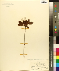 Rhododendron calendulaceum image