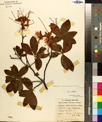 Rhododendron calendulaceum image