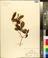 Rhododendron calendulaceum image