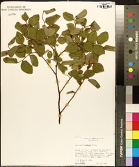 Vaccinium vacillans image