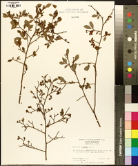 Vaccinium vacillans image