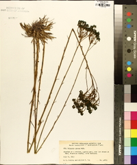 Polygala cymosa image