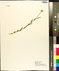 Polygala lutea image