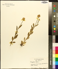 Polygala lutea image