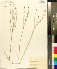 Polygala mariana image