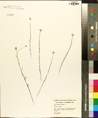 Polygala mariana image