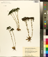 Polygala ramosa image