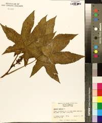 Ricinus communis image