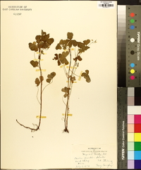 Oxalis grandis image