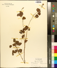 Oxalis grandis image