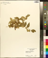 Zanthoxylum clava-herculis image