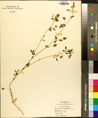 Trifolium aureum image