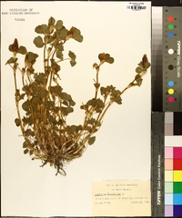 Trifolium incarnatum image