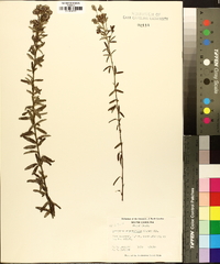 Lespedeza angustifolia image