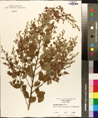 Lespedeza bicolor image