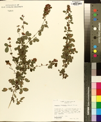 Lespedeza intermedia image