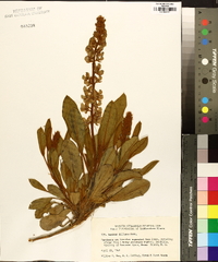 Lupinus diffusus image