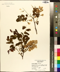 Robinia kelseyi image