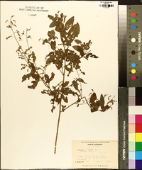 Desmodium perplexum image