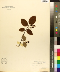 Amelanchier arborea var. laevis image