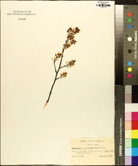 Amelanchier canadensis image