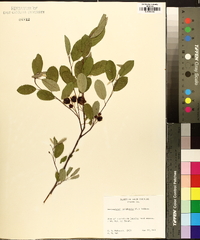 Amelanchier canadensis image