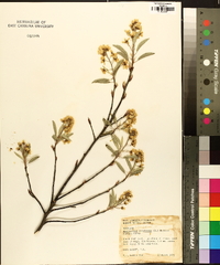 Amelanchier canadensis image