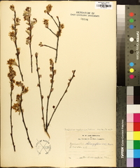 Amelanchier canadensis image